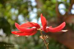 Erythrina blakei